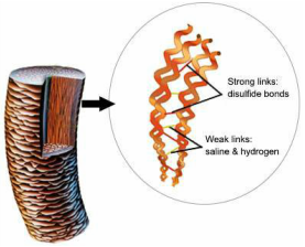 hair bonds diagram chemistry straightening strand theory illustrating weebly